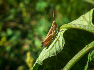 Brown Grasshopper on a Green Leaf in Sunlight