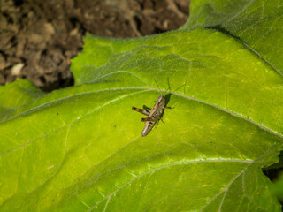 Small Brown Grasshopper on a Broad Green Leaf