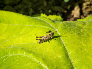 A Grasshopper and Ant on a Green Leaf