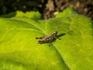 A Small Brown Grasshopper on a Green Leaf