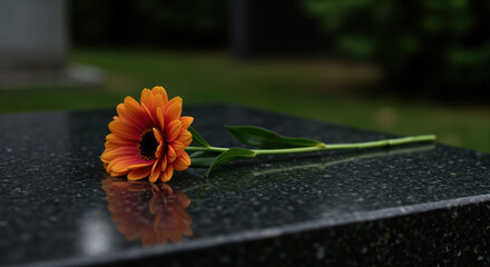 Orange gerbera flower lying on black granite surface with reflection and green grass background. Memorial tribute and funeral arrangement for grief support and bereavement services
