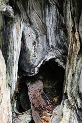 Ancient weathered tree trunk showing natural hollow cavity with rich wood grain textures, moss, and organic decay patterns in forest setting