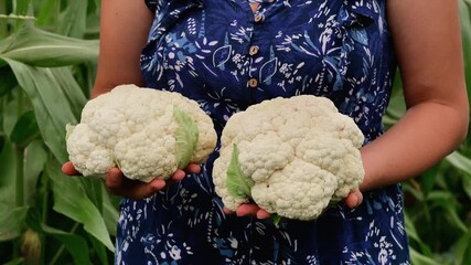 A person holding up two freshly harvested heads of cauliflower in a garden.