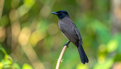 Fototapeta premium A perched bird of grey and black hues.
