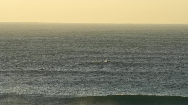Delfine jagen Sardinen, morgens an der K&uuml;ste von S&uuml;dafrika