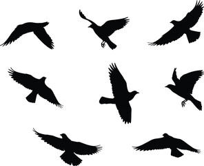 Flying bird silhouette vector set, perfect for wildlife design, nature scenes, freedom themes, tattoo art, backgrounds, and elegant decorative elements