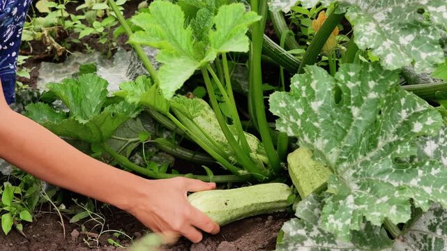 A close-up of a person's hand harvesting a zucchini from a plant with large, green leaves.
