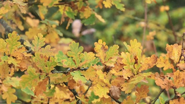 Colorful oak leaves blowing gently in the wind, oak leaves turning from green to reddish brown, autumn colors, reddish brown leaves on a branch, branches with greenish yellow foliage