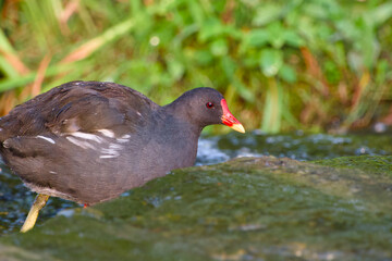 Close-up portrait of a common moorhen (Gallinula chloropus) highlighting its colorful beak and detailed feathers
