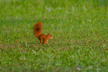 Young squirrel on the meadow, showing its soft fur and alert posture in natural light
