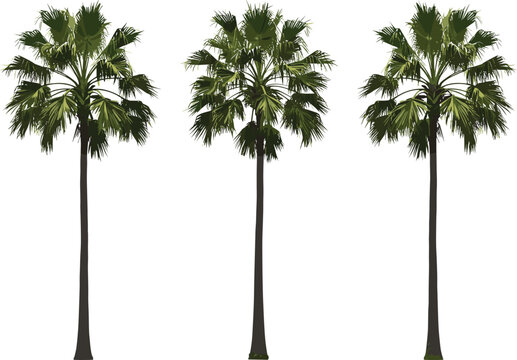 Tropical palm trees illustration, tall palm vector design, green foliage, exotic nature drawing, summer beach tree art, isolated background clipart