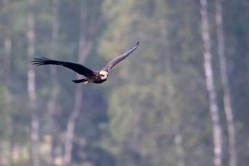 Western Marsh Harrier