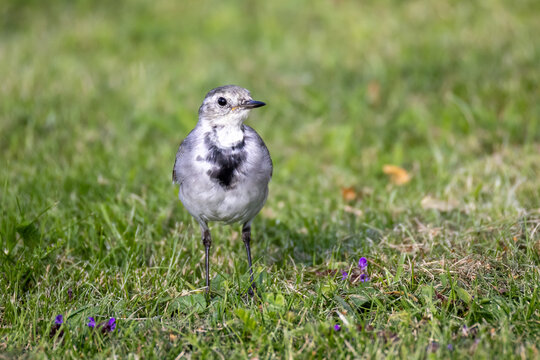 White Wagtail