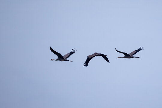 Common Crane