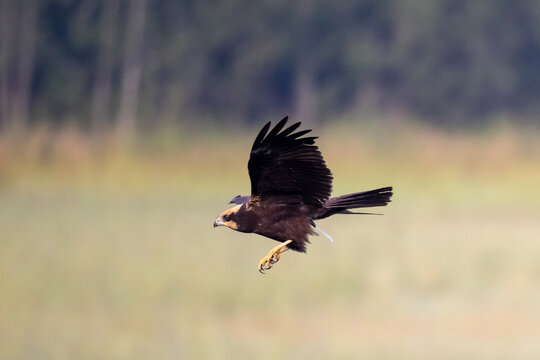 Western Marsh Harrier