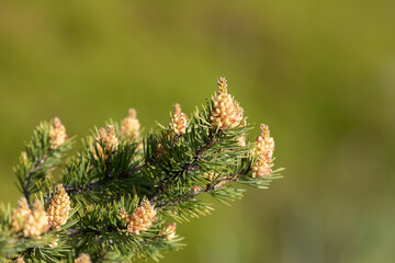 Spruce branch during flowering, close-up