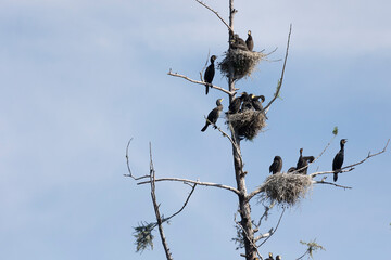 Many great cormorant nests in the trees