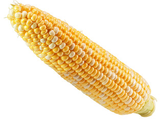 corn cob isolated on white background