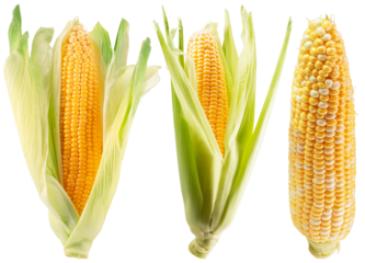 collection of corn cobs isolated on white background