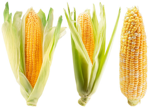 collection of corn cobs isolated on white background