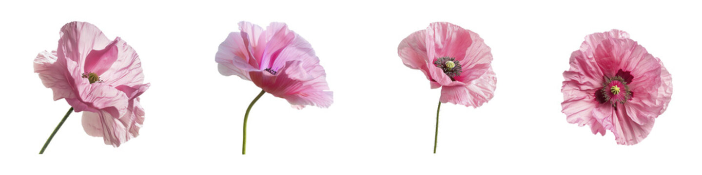 Fototapeta Beautiful pink poppy flowers in full bloom a transparent background