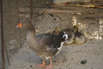 Toulouse goose. Toulouse goose are large, massive, sedentary birds of French origin. They guard their offspring.