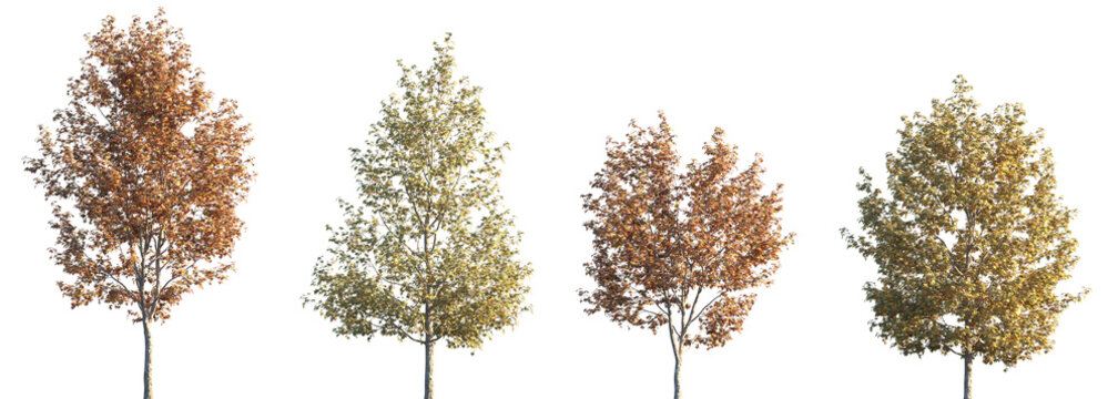 Set of 4 autumn Liquidambar formosana (commonly known as the Formosan gum, Chinese sweet gum and Formosa sweet gum) trees isolated png on a transparent background perfectly cutout	