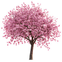 Cherry Blossom Tree Isolated on White Background - Elegant Floral Decor for Designs
