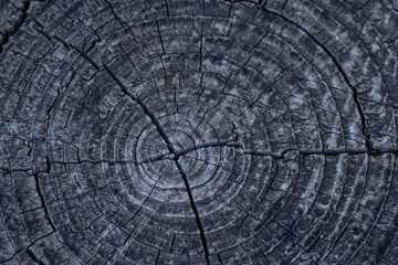Close-up of a tree stump with detailed wood texture and growth rings indicating the age of the tree. Natural wood background for forestry, environmental or educational projects.