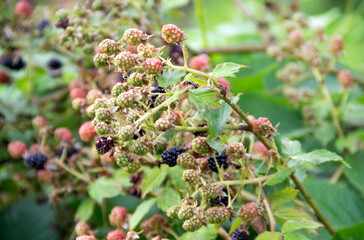 ripe and half-ripe blackberries on the bush, gardening