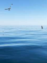 A white seagull hovers over the ocean. Seagull flying in the blue sky.