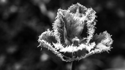 Black and White Fringed Tulip Close-Up