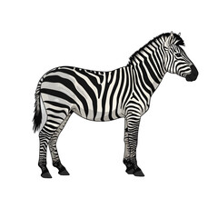 Fototapeta premium Striped zebra standing profile, detailed illustration, black and white.