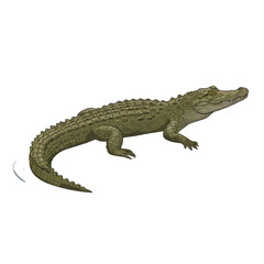 Naklejka premium Illustration of a green crocodile, depicted in a side view, with textured scales and a long tail.