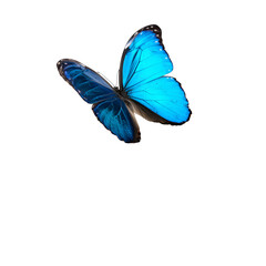 Vibrant blue butterfly in flight