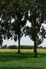 Trees frame a view of an open field and distant treeline, showcasing the beauty of the countryside.
