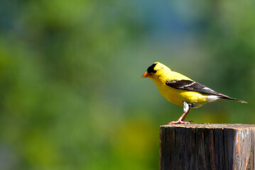 A goldfinch in the garden, Sainte-Apolline, Québec, Canada