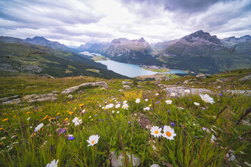 Flowery meadow in alpine landscape
