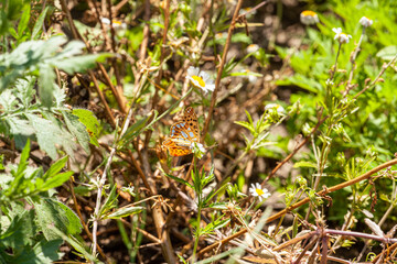 Flowers of clover and wildflowers on meadow in summer. Orange butterfly with black dots scarce copper above summer wildflowers