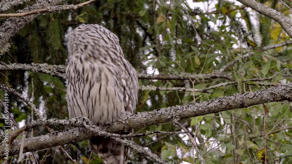 Poster close-up of an owl sitting on a tree branch, turning its head 360 degrees to observe surroundings.