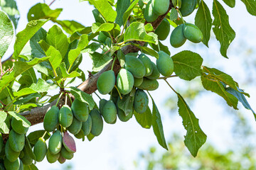 Green Plum Tree with Small Fruits Growing in a Natural Setting