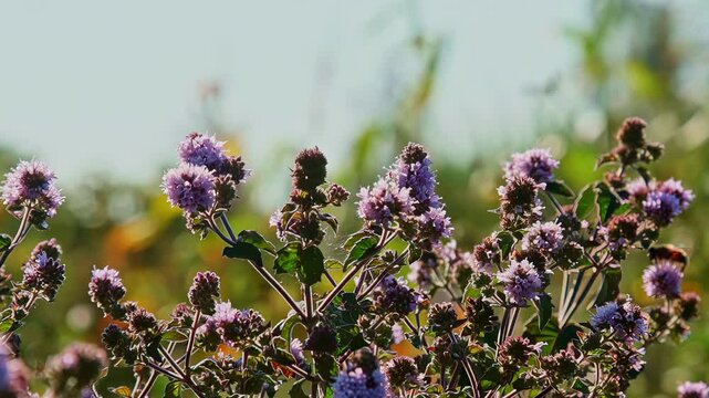 Water Mint Mentha aquatica Pennyroyal pulegium plant nature bush flower wild wildflower