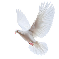 Fototapeta premium Graceful Majestic White Dove in Flight Isolated on White Background
