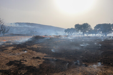 Grass burning in a forest fire, interspersed with holm oak groves, on a summer day in Extremadura, Spain