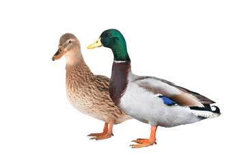 female and male  mallard duck isolated on white background