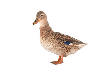 female mallard duck isolated on white background