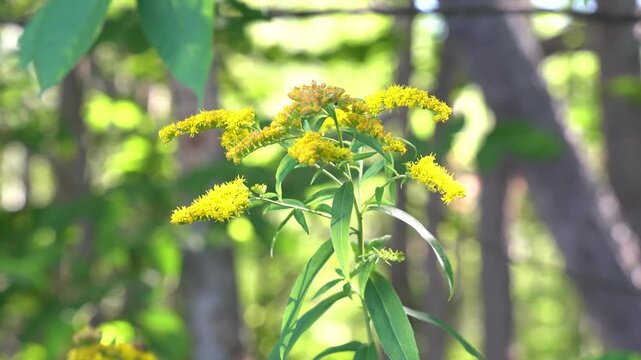 Close-up of goldenrod on a sunny summer afternoon (selective focus)