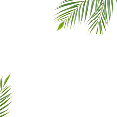Obraz premium minimal white background with tropical green palm leaves in the corners representing summer freshness and nature