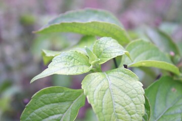 fresh mint leaves