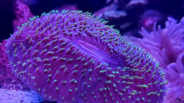 Beautiful (Large Polyp Stony) Coral in a saltwater reef aquarium. A brightly colored, free living, open brain coral (trachyphyllia geoffroyi) with fleshy neon green polyps moving underwater.